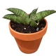 Сансевієрія Сноуфлейк (Sansevieria Snowflake), 6 см горщик, висота 5 см - зображення 2
