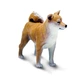 Фигурка Собака Шиба-ину (Сиба-ину) , Safari Ltd - изображение 3