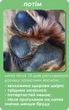 Воск для защиты лап для кошек и собак SUPERIUM Silver 40 г - изображение 6
