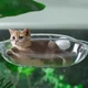Підвісний прозорий гамак-полиця "Хмаринка" для котів на вікно Cloud Cat Hammock - зображення 8