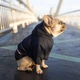 Дождевик Noble Pet Moss Blue M4106/XS (00000437) - изображение 4