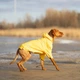 Дождевик Noble Pet Moss Yellow M4108/3XL-Long (00001342) - изображение 3