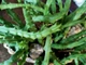 Сукуленти Орбея "растения морской звезды» стапелия пестрая, вариегота (Stapelia variegata) для флорариума - изображение 4