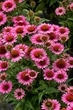 Ехінацея "SunMagic ' Vintage Hot Pink" саджанці багаторічних квітів - зображення 2