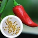Перец Халапеньо семена 0,25 гр. (прибл 40 шт) халапеньйо красный (Jalapeno red) острый чили до 8,000 SHU - изображение 2