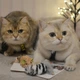 Игрушка для котов Енот с кошачей мятой GiGwi Catch and scratch искусственный мех, кошачья мята, 8 см - изображение 7
