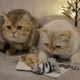 Игрушка для котов Енот с кошачей мятой GiGwi Catch and scratch искусственный мех, кошачья мята, 8 см - изображение 8