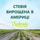 Натуральный сахарозаменитель Стевия Splenda 50 пакетиков по 1 грамму - изображение 4