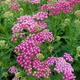 Тысячелистник гибридный 'Rainbow Lightning Pink®'. Контейнер 1.5л - изображение 4