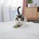 Іграшка для котів, котенят пружинка, спіраль 5 см - зображення 3