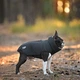 Жилет Noble Pet Softshell Ostin O4143/M Navy - изображение 8