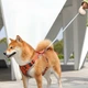 Поводок-рулетка Kimpets Hook 3 м для собак и кошек до 20 кг, желтая 3 м - изображение 2