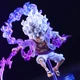 Коллекционная фигурка Манки Ди Луффи 10 см Ван Пис One Piece ABC - изображение 4