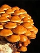 Міцелій Опеньок Намеко ( Фоліота Намеко, Китайський Опеньок, Pholiota nameko) зерновий 1 кг - зображення 2