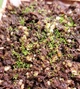 Насіння росянки Капська Drosera Capensis Rubra 20шт хижа рослина - изображение 9