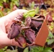 Рослина Цефалотус Фолікуляріс Cephalotus follicularis в горщику Більший Комахоїдна рослина - изображение 3