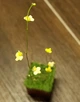 Рослина Пухирник Пузирчатка Пухирчатка Utricularia Subulata хижа рослина в горщику - изображение 1