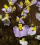 Рослина Пухирник Пузирчатка Пухирчатка Utricularia Bisquamata в горщику - изображение 2