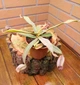 Рослина Nepenthes Albomarginata Непентес Альбомаргіната в горщику - изображение 2