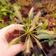 Насіння росянки Капська Drosera Capensis Alba 20шт - изображение 4