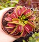 Рослина Dionaea muscipula Венерина мухоловка Діонея невелика в горщику - изображение 10