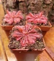 Рослина Росянка Спатулата Lovelae Drosera Spatulata Lovellae Комахоїдна рослина в горщику - изображение 2