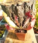 Рослина Сарраценія Марун Sarracenia Maroon Комахоїдна рослина в горщику дітка - изображение 3