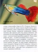 Домашні улюбленці. Енциклопедія для допитливих - изображение 6