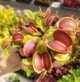 Насіння Dionaea muscipula Мухоловка 10шт + 0,5л грунт - изображение 1