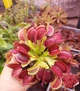 Насіння Dionaea muscipula Мухоловка 10шт + 0,5л грунт - изображение 4