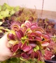 Насіння Dionaea muscipula Мухоловка 10шт + 0,5л грунт - изображение 5