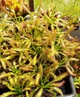 Насіння росянка Капська Широколиста Capensis Broad 20шт - изображение 2