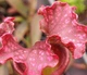 Рослина Сарраценія Sarracenia Purple Haz Хижа рослина в горщику - изображение 3