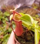 Рослина Непентес Вентрата Nepenthes Ventrata в горщику - изображение 2