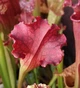 Рослина Сарраценія Sarracenia Purple Haz Хижа рослина в горщику - изображение 5