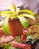 Рослина Непентес Вентрата Nepenthes Ventrata в горщику - изображение 3
