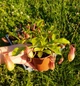 Рослина Непентес Вентрата Nepenthes Ventrata в горщику - изображение 6