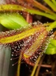 Насіння росянка Капська Drosera Capensis Giant 20шт - изображение 3
