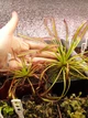 Насіння росянка Капська Drosera Capensis Giant 20шт - изображение 4