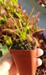 Рослина Росянка Капська Capensis в горщику - изображение 10