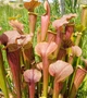 Рослина Сарраценія Тіго Sarracenia Tygo Рослина в горщику Середня - изображение 1