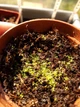 Насіння росянки Drosera Auyan Tepui 20шт - изображение 2