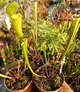 Рослина Сарраценія Тіго Sarracenia Tygo Рослина в горщику Середня - изображение 5