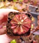 Насіння росянки Drosera Auyan Tepui 20шт - изображение 4