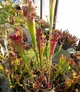 Рослина Сарраценія Sarracenia Purple Haz Хижа рослина в горщику - изображение 6