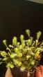 Насіння росянки Drosera Nidiformis 20 штук - изображение 1