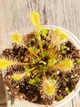 Насіння росянки Drosera Nidiformis 20 штук - изображение 3