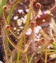 Рослина росянка Біната Drosera Binata рослина в горщику - зображення 2