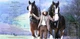 Jethro Tull - Heavy Horses (180 грамм, Альбом, Переиздание, Ремастеринг) - изображение 9