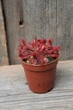 Росянка лопатчаста Drosera spatulata - зображення 1